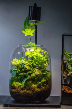 Terrarium Planting Kit Glass Jar And Black LED Grow Light With Base Kit, With Planting Material, DIY Kit 17 Terrarium Planting Kit Glass Jar And Black LED Grow Light With Base Kit, With Planting Material, DIY Kit -Terrarium Plant Hub IMG 8696 6e23f13c bf49 48b9 b8cf 84793cf356be
