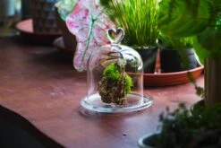 Heart Shape Tip Glass Cloche With Glass Base And Metal Gold Base Set 34 Heart Shape Tip Glass Cloche With Glass Base And Metal Gold Base Set -Terrarium Plant Hub IMG 8697