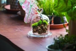 Heart Shape Tip Glass Cloche With Glass Base And Metal Gold Base Set 35 Heart Shape Tip Glass Cloche With Glass Base And Metal Gold Base Set -Terrarium Plant Hub IMG 8698