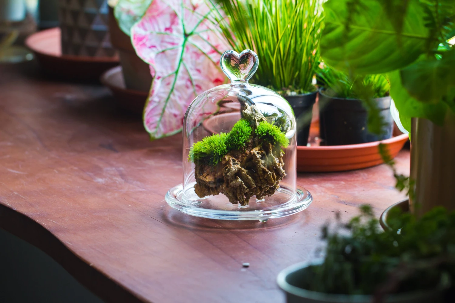 Heart Shape Tip Glass Cloche With Glass Base And Metal Gold Base Set 16 Heart Shape Tip Glass Cloche With Glass Base And Metal Gold Base Set - Image 14