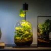 Terrarium Planting Kit Glass Jar And Black LED Grow Light With Base Kit, With Planting Material, DIY Kit -Terrarium Plant Hub IMG 8698 7db00c82 cbaf 4633 90b0 1cd36339ca18