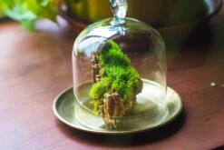 Heart Shape Tip Glass Cloche With Glass Base And Metal Gold Base Set 36 Heart Shape Tip Glass Cloche With Glass Base And Metal Gold Base Set -Terrarium Plant Hub IMG 8699