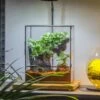 Close Geometric Glass Tin Terrarium With 3 Vents , 8x10" With Side Door, For Insects, Snail , Spider, Micro Landscape -with White Light Set 2 Close Geometric Glass Tin Terrarium With 3 Vents , 8x10" With Side Door, For Insects, Snail , Spider, Micro Landscape -with White Light Set -Terrarium Plant Hub IMG 8700 978d3516 806c 4a62 b5f5 ba564358f699