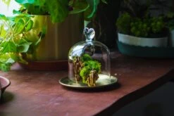 Heart Shape Tip Glass Cloche With Glass Base And Metal Gold Base Set 37 Heart Shape Tip Glass Cloche With Glass Base And Metal Gold Base Set -Terrarium Plant Hub IMG 8701