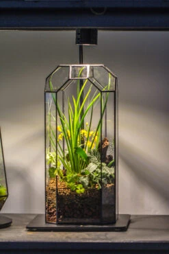 Vintage Tall Octagon Geometric Tin Glass Terrarium , 12.6" , Open, Suitable For Tall Plants, Orchid, Small Begonia Pitcher, Micro Landscape -with Warm Light Set -Terrarium Plant Hub IMG 8701 d562dcf4 89c6 4a11 9e00 56761769d3cf