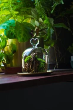 Heart Shape Tip Glass Cloche With Glass Base And Metal Gold Base Set 38 Heart Shape Tip Glass Cloche With Glass Base And Metal Gold Base Set -Terrarium Plant Hub IMG 8704