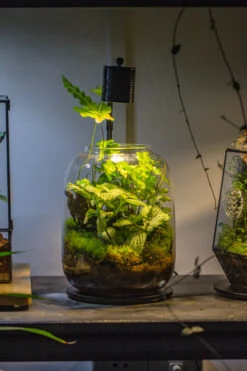 Terrarium Planting Kit Glass Jar And Black LED Grow Light With Base Kit, With Planting Material, DIY Kit 18 Terrarium Planting Kit Glass Jar And Black LED Grow Light With Base Kit, With Planting Material, DIY Kit -Terrarium Plant Hub IMG 8705