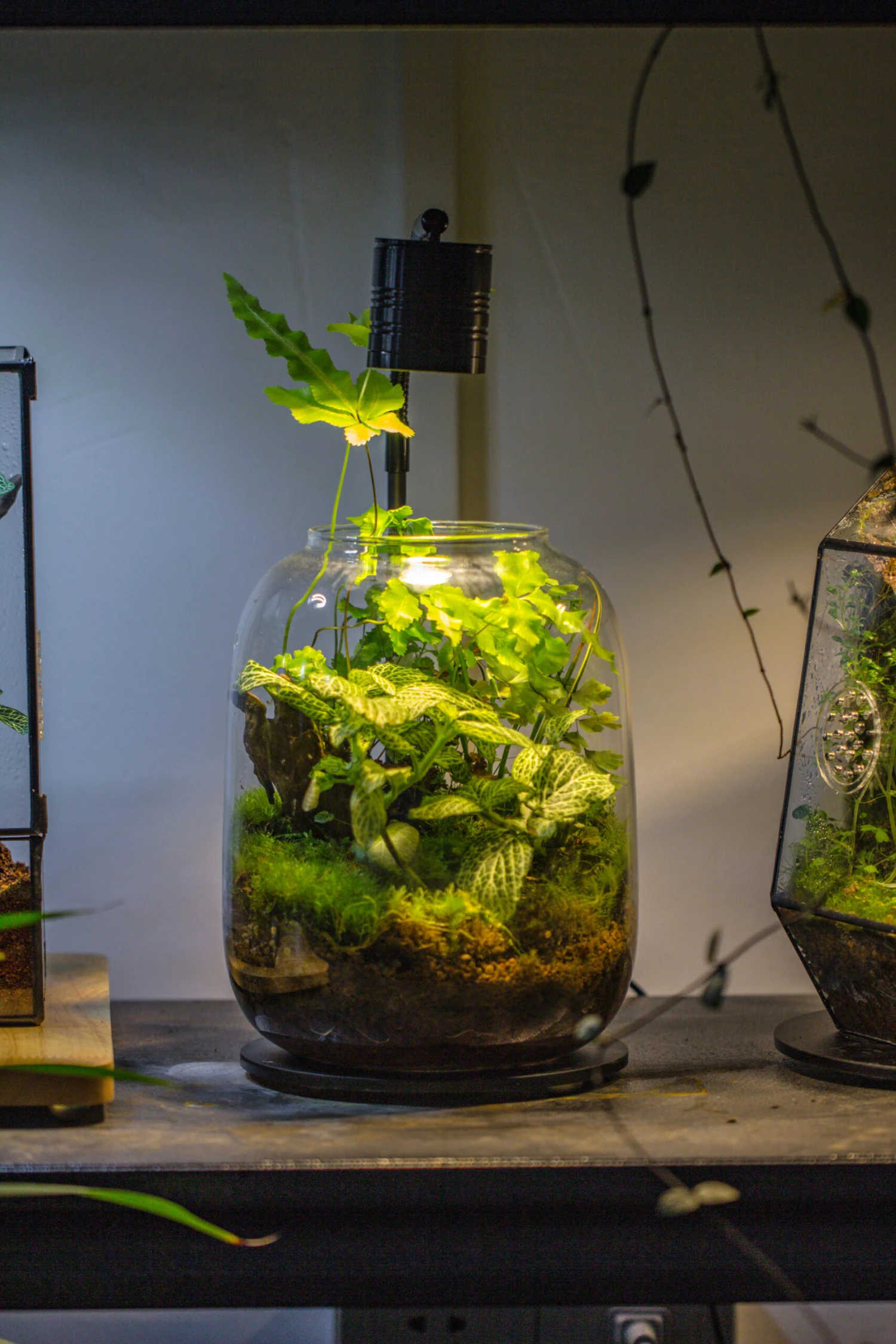 Terrarium Planting Kit Glass Jar And Black LED Grow Light With Base Kit, With Planting Material, DIY Kit 6 Terrarium Planting Kit Glass Jar And Black LED Grow Light With Base Kit, With Planting Material, DIY Kit - Image 4