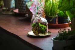 Heart Shape Tip Glass Cloche With Glass Base And Metal Gold Base Set 39 Heart Shape Tip Glass Cloche With Glass Base And Metal Gold Base Set -Terrarium Plant Hub IMG 8706