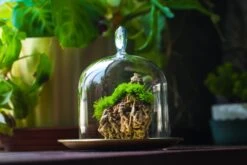 Heart Shape Tip Glass Cloche With Glass Base And Metal Gold Base Set 40 Heart Shape Tip Glass Cloche With Glass Base And Metal Gold Base Set -Terrarium Plant Hub IMG 8709 2