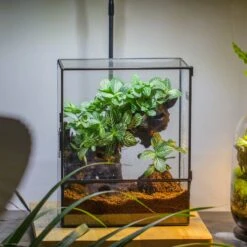 Close Geometric Glass Tin Terrarium With 3 Vents , 8x10" With Side Door, For Insects, Snail , Spider, Micro Landscape -Terrarium Plant Hub IMG 8709