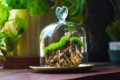 Heart Shape Tip Glass Cloche With Glass Base And Metal Gold Base Set 41 Heart Shape Tip Glass Cloche With Glass Base And Metal Gold Base Set -Terrarium Plant Hub IMG 8710