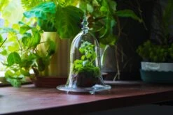 Bell Shape Glass Cloche With Glass Base And Gold Metal Base -Terrarium Plant Hub IMG 8712