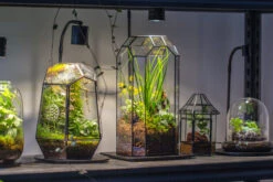 5W Warm White Black LED Grow Light Adjustable With Black Matte Stand, Or Terrarium, Moss, Shade Plants, Multi Size Available Customizable -39cm / 15.4 -Terrarium Plant Hub IMG 8712 730976b0 1875 4b57 86f6 fd7b07427d5a