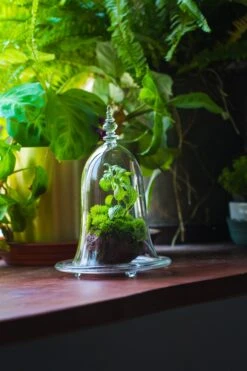 Bell Shape Glass Cloche With Glass Base And Gold Metal Base -Terrarium Plant Hub IMG 8713