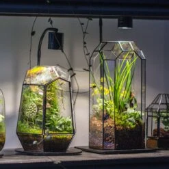 5W Warm White Black LED Grow Light Adjustable With Black Matte Stand, Or Terrarium, Moss, Shade Plants, Multi Size Available Customizable -39cm / 15.4 -Terrarium Plant Hub IMG 8713 c126a8b5 498c 4f34 8557 007996795e23