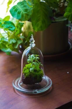 Bell Shape Glass Cloche With Glass Base And Gold Metal Base -Terrarium Plant Hub IMG 8714