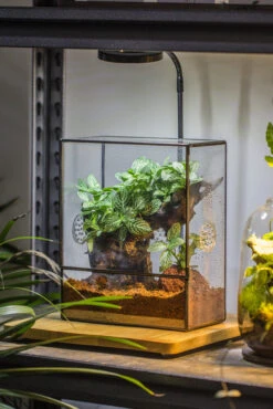 Close Geometric Glass Tin Terrarium With 3 Vents , 8x10" With Side Door, For Insects, Snail , Spider, Micro Landscape -with Warm Light Set -Terrarium Plant Hub IMG 8715 672afd3c ab41 47ae bdc6 ce1a409c277c