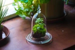 Bell Shape Glass Cloche With Glass Base And Gold Metal Base -Terrarium Plant Hub IMG 8716