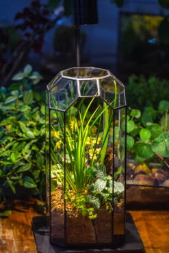 Vintage Tall Octagon Geometric Tin Glass Terrarium , 12.6" , Open, Suitable For Tall Plants, Orchid, Small Begonia Pitcher, Micro Landscape -with Warm Light Set -Terrarium Plant Hub IMG 8719 2 28c57ebe b4c3 4e99 82de 49e84763f8c6