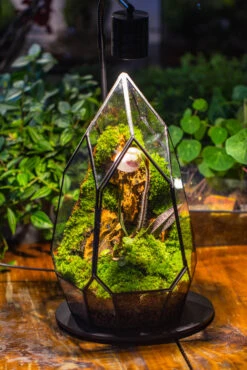 Cliff Terrarium Building DIY Set: Live Moss Cliff TearDrop Close Terrarium With Matching LED Grow Light And Base -Terrarium Plant Hub IMG 8721 064fcab2 f29e 4ca4 8f46 0c7ab7e24cd6