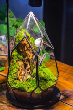 Cliff Terrarium Building DIY Set: Live Moss Cliff TearDrop Close Terrarium With Matching LED Grow Light And Base -Terrarium Plant Hub IMG 8722