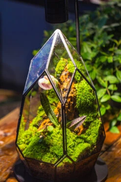 Cliff Terrarium Building DIY Set: Live Moss Cliff TearDrop Close Terrarium With Matching LED Grow Light And Base -Terrarium Plant Hub IMG 8723
