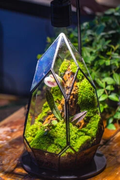 Cliff Terrarium Building DIY Set: Live Moss Cliff TearDrop Close Terrarium With Matching LED Grow Light And Base -Terrarium Plant Hub IMG 8724 62638037 a84c 4daa 851c 4101b0362f6b