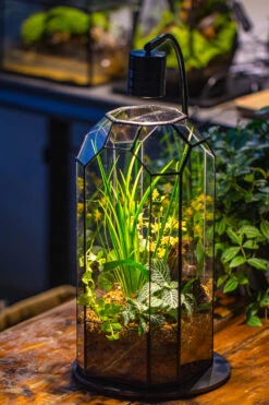 Vintage Tall Octagon Geometric Tin Glass Terrarium , 12.6" , Open, Suitable For Tall Plants, Orchid, Small Begonia Pitcher, Micro Landscape -with Warm Light Set -Terrarium Plant Hub IMG 8725