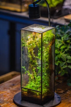 NCYP Close 11.8" Tall Geometric Glass Terrarium With Door, Tin Sealed Pillar, Planter For Moss Wall, Fern, Pitcher Plants, Tropical Plants -Terrarium Plant Hub IMG 8727 8ebf3a80 6215 401e af5d 1097a74ea2e3