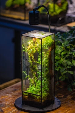 NCYP Close 11.8" Tall Geometric Glass Terrarium With Door, Tin Sealed Pillar, Planter For Moss Wall, Fern, Pitcher Plants, Tropical Plants -Terrarium Plant Hub IMG 8728 2a0ccde6 426e 4fc6 babb 54ee7e3994a2