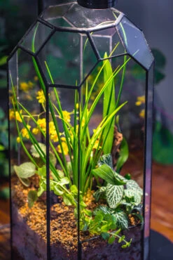 Vintage Tall Octagon Geometric Tin Glass Terrarium , 12.6" , Open, Suitable For Tall Plants, Orchid, Small Begonia Pitcher, Micro Landscape -with Warm Light Set -Terrarium Plant Hub IMG 8730 2252c924 74b1 4e6b 9f3b d4652e218b8e