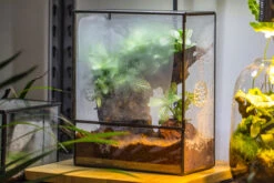 Close Geometric Glass Tin Terrarium With 3 Vents , 8x10" With Side Door, For Insects, Snail , Spider, Micro Landscape -with Warm Light Set -Terrarium Plant Hub IMG 8731 66ba95bb 5954 41f4 aa75 09cea7c8559f