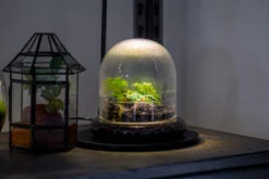 Round Glass Cloche Terrarium 12 Cm Diameter X 12cm Height With Matching Warm White Spot LED Grow Light And Base Set -Terrarium Plant Hub IMG 8734