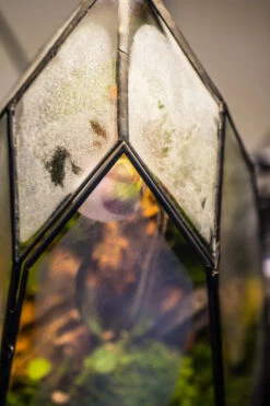 Cliff Terrarium Building DIY Set: Live Moss Cliff TearDrop Close Terrarium With Matching LED Grow Light And Base -Terrarium Plant Hub IMG 8735