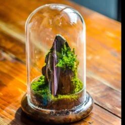 Round Glass Cloche Terrarium 12 Cm Diameter X 20cm Height With Matching Warm White Spot LED Grow Light And Base Set -Terrarium Plant Hub IMG 8752