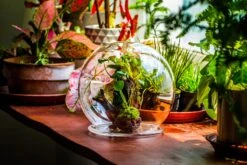Large Glass Globe Cloche Terrarium With Glass Base And Metal Base Set -Terrarium Plant Hub IMG 8755