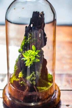 Round Glass Cloche Terrarium 12 Cm Diameter X 26cm Height With Matching Warm White Spot LED Grow Light And Base Set -Terrarium Plant Hub IMG 8777