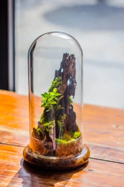 Round Glass Cloche Terrarium 12 Cm Diameter X 26cm Height With Matching Warm White Spot LED Grow Light And Base Set -Terrarium Plant Hub IMG 8778