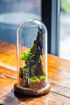 Round Glass Cloche Terrarium 12 Cm Diameter X 26cm Height With Matching Warm White Spot LED Grow Light And Base Set -Terrarium Plant Hub IMG 8779