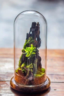 Round Glass Cloche Terrarium 12 Cm Diameter X 26cm Height With Matching Warm White Spot LED Grow Light And Base Set -Terrarium Plant Hub IMG 8780