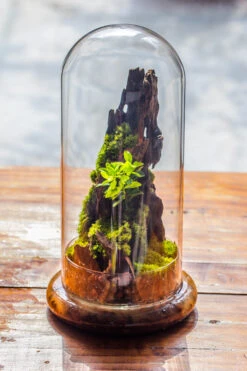 Round Glass Cloche Terrarium 12 Cm Diameter X 26cm Height With Matching Warm White Spot LED Grow Light And Base Set -Terrarium Plant Hub IMG 8781