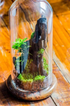 Round Glass Cloche Terrarium 12 Cm Diameter X 26cm Height With Matching Warm White Spot LED Grow Light And Base Set -Terrarium Plant Hub IMG 8782