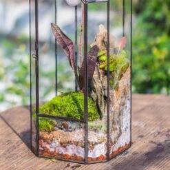 Basic Moss Terrarium Planting KIT, Suitable For Terrarium, Moss, Fern, Orchid, Begonia, Small Tropical -Terrarium Plant Hub IMG 8816 ac5da3a7 9c6e 48a7 966b 2c154d00b084