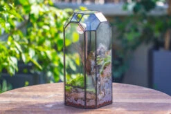 Vintage Tall Octagon Geometric Tin Glass Terrarium , 12.6" , Close, Suitable For Tall Plants, Orchid, Small Begonia Pitcher, Micro Landscape -with White Light Set -Terrarium Plant Hub IMG 8832 53f3afd3 0013 4ee8 a5d7 e0f0f8121c67