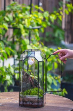 Vintage Tall Octagon Geometric Tin Glass Terrarium , 12.6" , Close, Suitable For Tall Plants, Orchid, Small Begonia Pitcher, Micro Landscape -with Warm Light Set -Terrarium Plant Hub IMG 8835 849acbe4 46b7 4413 a283 f7e61baf9cb8
