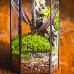 Basic Moss Terrarium Planting KIT, Suitable For Terrarium, Moss, Fern, Orchid, Begonia, Small Tropical -Terrarium Plant Hub IMG 8836 9f9e4aa3 f76b 4b39 8bd2 06ff66159fa6