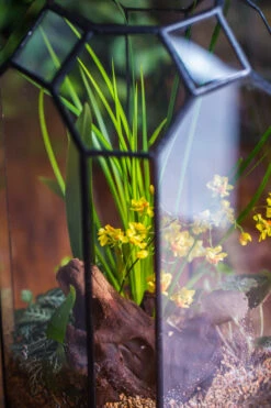 Vintage Tall Octagon Geometric Tin Glass Terrarium , 12.6" , Open, Suitable For Tall Plants, Orchid, Small Begonia Pitcher, Micro Landscape -with White Light Set -Terrarium Plant Hub IMG 8859 5cc6eb24 03b9 4b6e 9b9f f8a45846163f