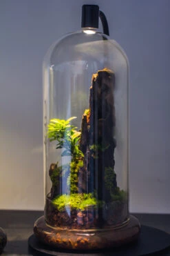 Round Glass Cloche Terrarium 12 Cm Diameter X 26cm Height With Matching Warm White Spot LED Grow Light And Base Set -Terrarium Plant Hub IMG 8862