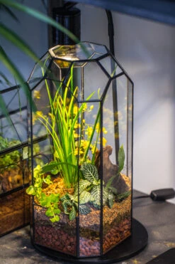 Vintage Tall Octagon Geometric Tin Glass Terrarium , 12.6" , Open, Suitable For Tall Plants, Orchid, Small Begonia Pitcher, Micro Landscape -with Warm Light Set -Terrarium Plant Hub IMG 8863 323eb7fb 283f 4ab0 a93e 718d1d47f8fa